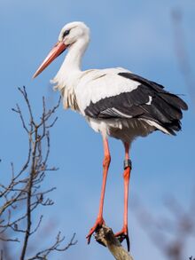 চিত্র:Ringed white stork.jpg