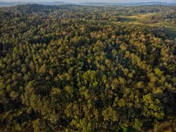 Forests of Malenadu