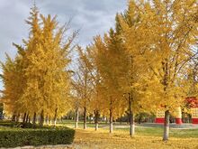 চিত্র:HUEB in Fall.jpg