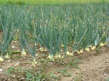 চিত্র:Field with onions.jpg
