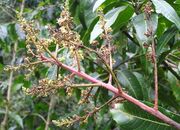 Anthracnose in inflorescence