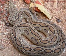 চিত্র:Daboia full.jpg
