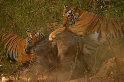 Two tigers attacking a boar