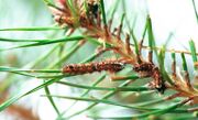 Pine-tree lappet (Dendrolimus pini) caterpillars on Scots pine with damage to needles
