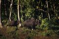 Gaur