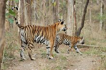 চিত্র:Achankmar Tiger.jpg
