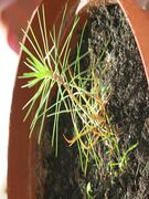 Juvenile leaves of seedling Pinus pinaster, single and arranged spirally