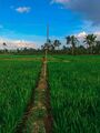 rice cultivation in West Bengal, India.
