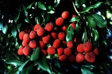 চিত্র:Lychee.jpg