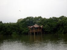 চিত্র:Mangroves park pappinisseri13.JPG