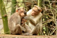 চিত্র:Bonnet macaque DSC 0982.jpg