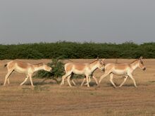 চিত্র:Wild ass group female.jpg