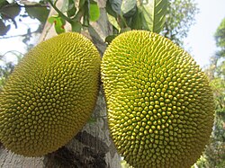 Ripe jackfruit.jpg