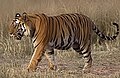 ১৫:৫১, ৪ মে ২০০৬-এর সংস্করণের সংক্ষেপচিত্র