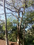 ১৪:৩৩, ৯ মে ২০১৭-এর সংস্করণের সংক্ষেপচিত্র