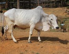 চিত্র:Tharparkar 02.JPG