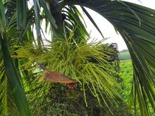 চিত্র:Buds of Areca catechu.jpg