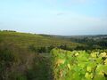 Terrace vineyard in the coteaux du Layon on the commune of Faye-d’Anjou, Maine-et-Loire, France