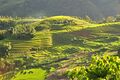 Terraced fields in Sa Pa, Vietnam.