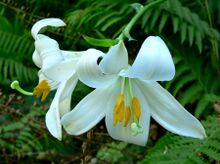 File:Lilium candidum 1.jpg